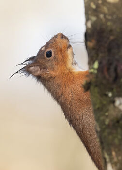 Red Squirrel - image #485945 gratis