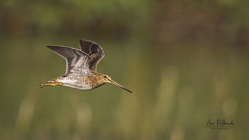 A Common Snipe in Flight over a lake - бесплатный image #486015