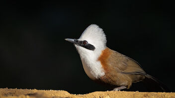 A White Crested Laughingthrush foraging - Kostenloses image #486055
