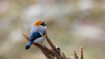 A Red Headed Bullfinch feasting on a roadside plant - image #486255 gratis