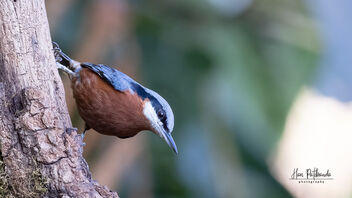 A Chestnut Bellied Nuthatch in action - image gratuit #486295 
