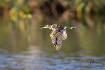 A Painted Snipe in flight over a pond - image gratuit #486325 