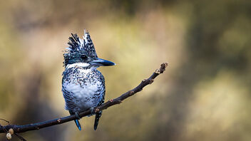 A Crested Kingfisher on a lovely perch - image gratuit #486685 