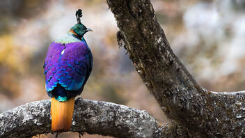 An Himalayan Monal roosting on a tree early in the morning - бесплатный image #486715