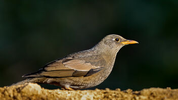 A Female Grey Winged Blackbird - image gratuit #486825 
