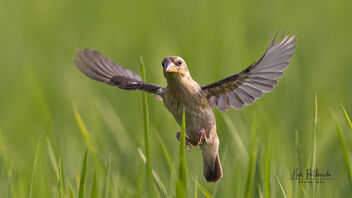 A Baya Weaver in flight over paddyfield - бесплатный image #486845