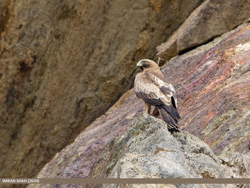Booted Eagle (Hieraaetus pennatus) - image #486905 gratis