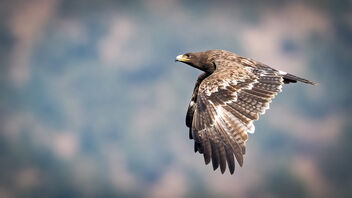 A Steppe Eagle in Flight - image gratuit #486995 