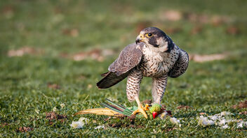 A Peregrine Falcon keeping a wary eye on Competitors after a kill - бесплатный image #487105