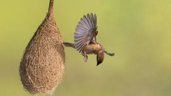 A Baya Weaver inspecting its nest - бесплатный image #487215