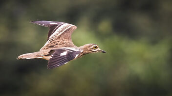 An Indian Thick Knee in flight - image #487245 gratis