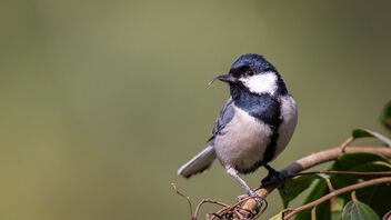 A Cinerous Tit with a long beak out on a sunny day - image gratuit #487305 
