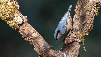 A Female Chestnut Bellied Nuthatch in action - Kostenloses image #487355