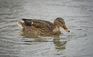 Among the ducks - Kostenloses image #487365