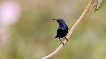 A Purple Sunbird in action on a lakes edge - image gratuit #487735 