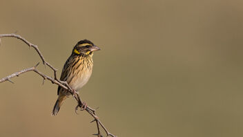 A Streaked Weaver enjoying a moment in the cool wind - image #487755 gratis