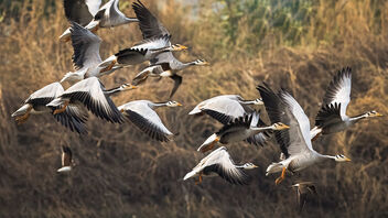 A Flock of Bar Headed Geese in Flight - image #487805 gratis