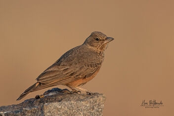 A Rufous Tailed Lark ready for action in the morning - image gratuit #487845 