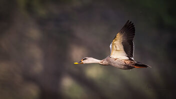 A Spot Billed Duck in Flight - image gratuit #487875 