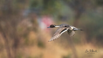 A Northern Pintail in Flight over a lake - бесплатный image #487895