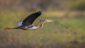 A Purple Heron carrying nesting materials to its spot - image #487925 gratis