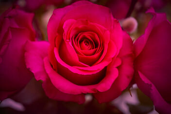 Supermarket Roses! - Free image #488055