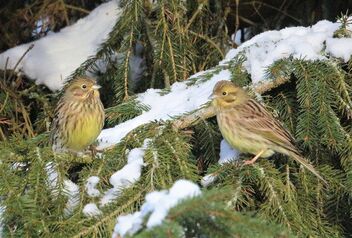 Yellowhammers - image gratuit #488075 