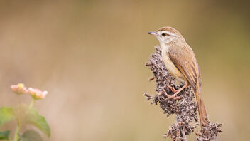 A Plain Prinia active in the morning - Free image #488125