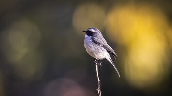A Grey Bushchat late in the evening - image gratuit #488275 