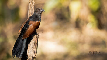 A Greater Coucal surveying the woody patch - image gratuit #488375 