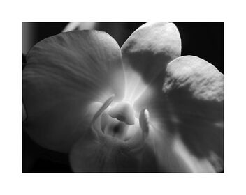 Orchid - Kostenloses image #488485