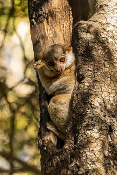 Mouse Lemur, Madagascar - image gratuit #488505 