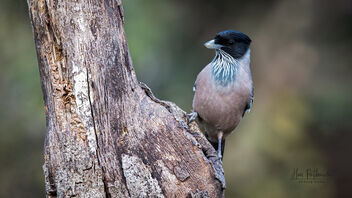 A Black Headed Jay foraging - Kostenloses image #488555