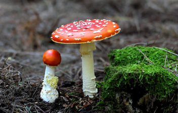 Fly Agaric. - Free image #488565