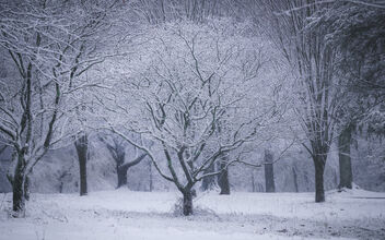 Snowy Tree - Kostenloses image #488615