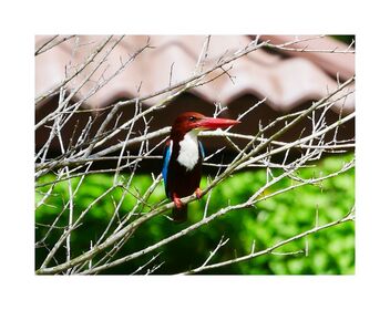 Kingfisher - Free image #488745