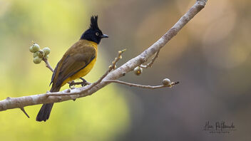 A Black Crested Bulbul near a fruiting tree - Kostenloses image #488885