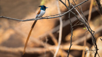 An Indian Paradise flycatcher in Transition morph - Free image #488965
