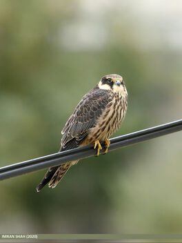 Eurasian Hobby (Falco subbuteo) - image gratuit #489085 