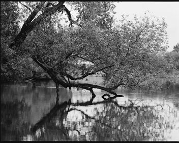 The branches drooped over the water... - бесплатный image #489275