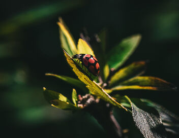 Ladybug - image gratuit #489395 