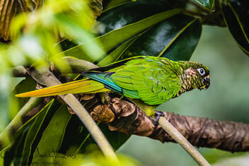 Maroon-bellied Parakeet - image gratuit #489505 
