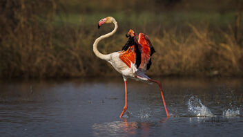 A rough landing by this Greater Flamingo! - image gratuit #489555 