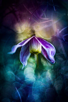 First Clematis Flower - Kostenloses image #489605