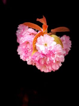 Cherry blossom - Kostenloses image #489655