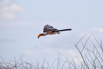Red-billed Hornbill, Ethiopia - бесплатный image #489855