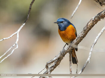 Blue-fronted Redstart (Phoenicurus frontalis) - Free image #489875