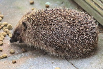 Hedgehog in my garden - image gratuit #490025 