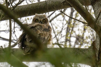 McDowell Grove Forest Preserve owl in a tree - бесплатный image #490135