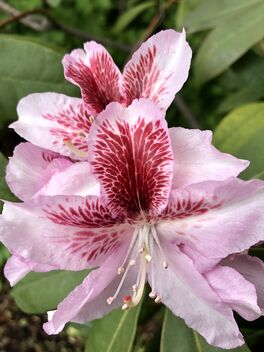 Rhododendron - image gratuit #490275 
